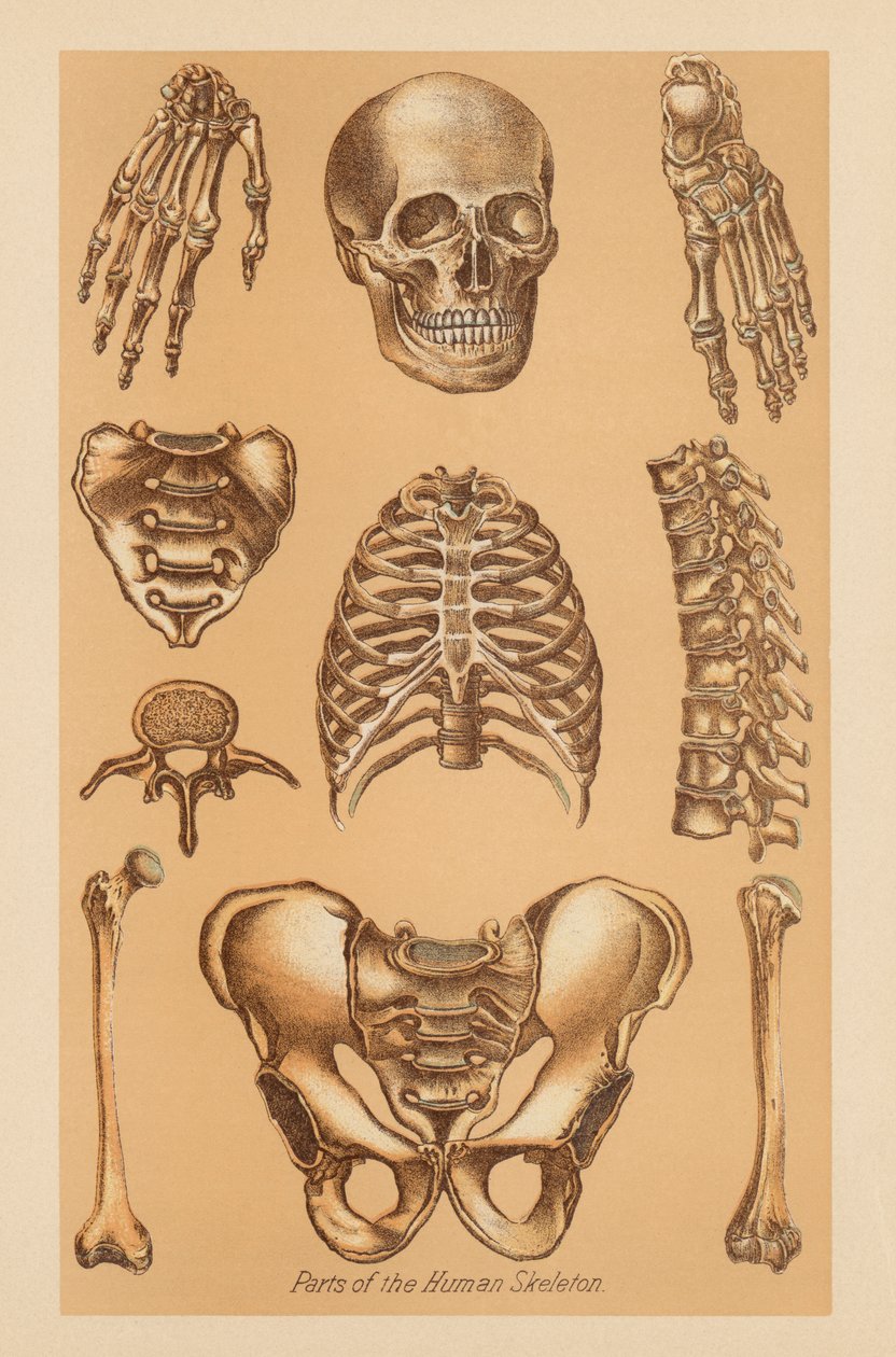 Estudio anatómico del esqueleto humano de American School