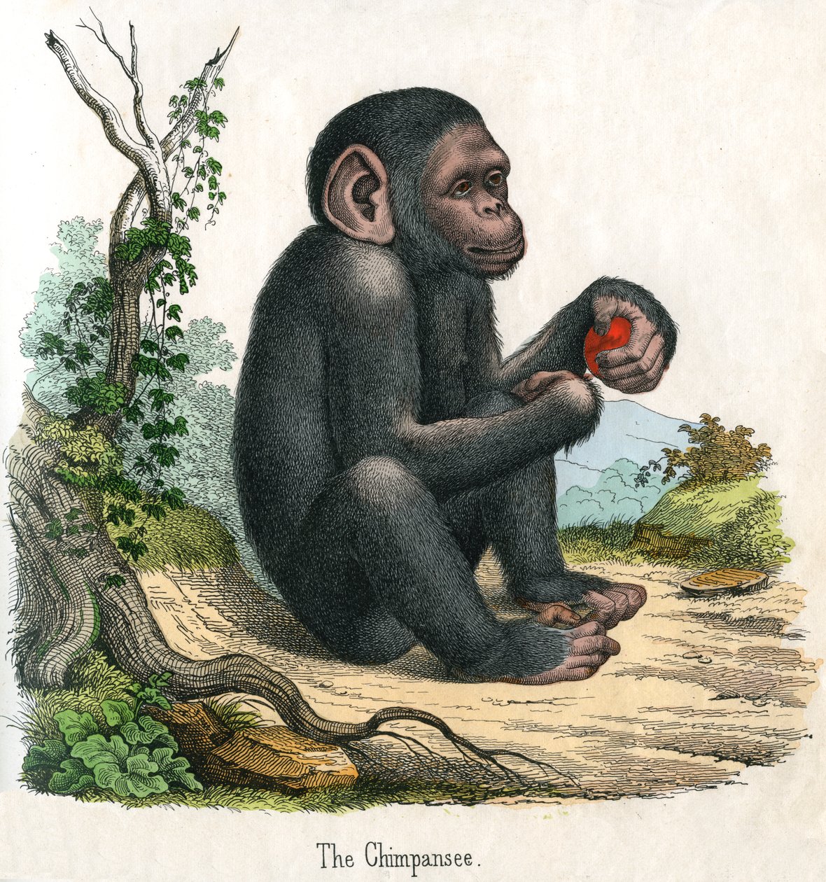 Grabado antiguo de un chimpancé de American School