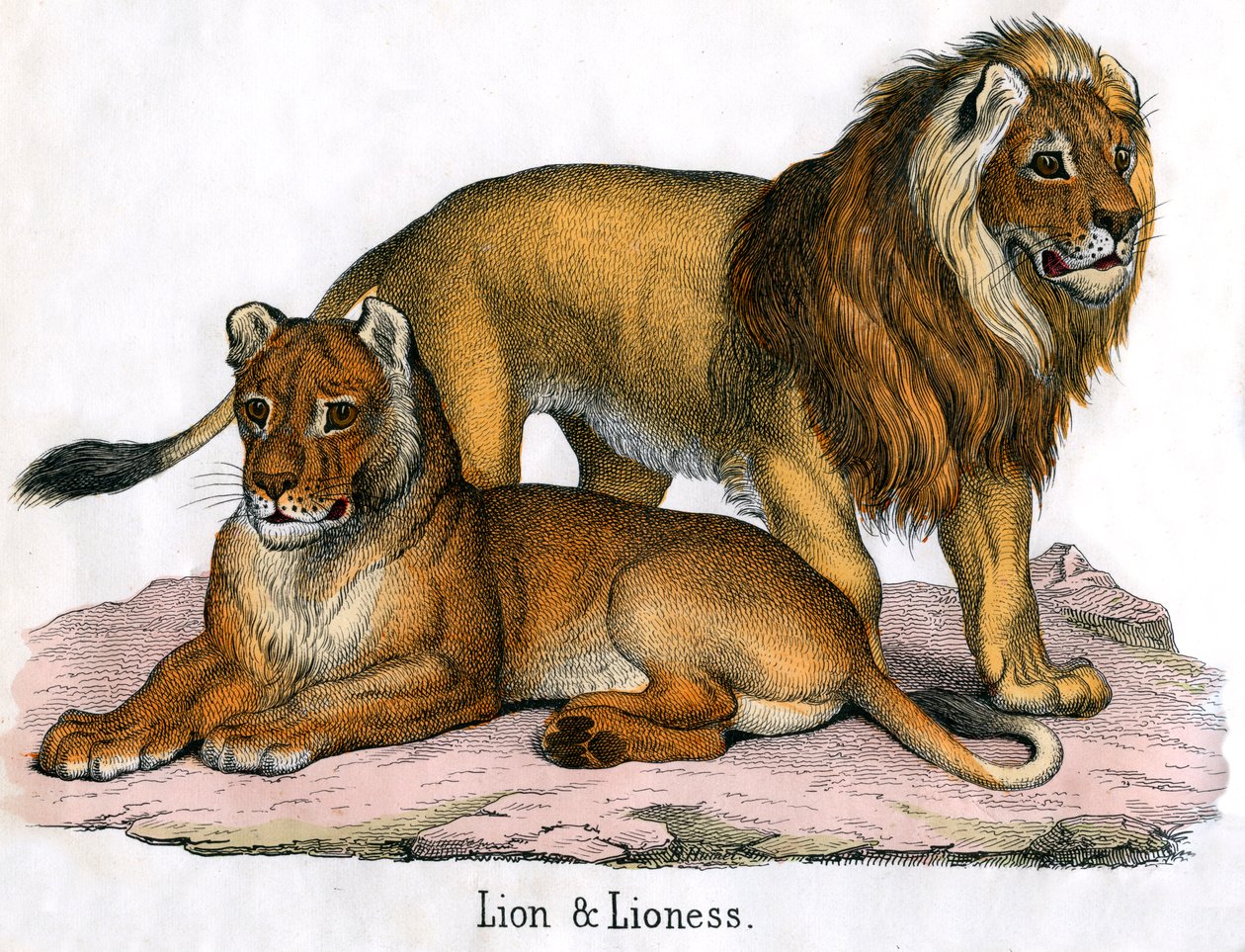 Grabado antiguo de un león y una leona de American School