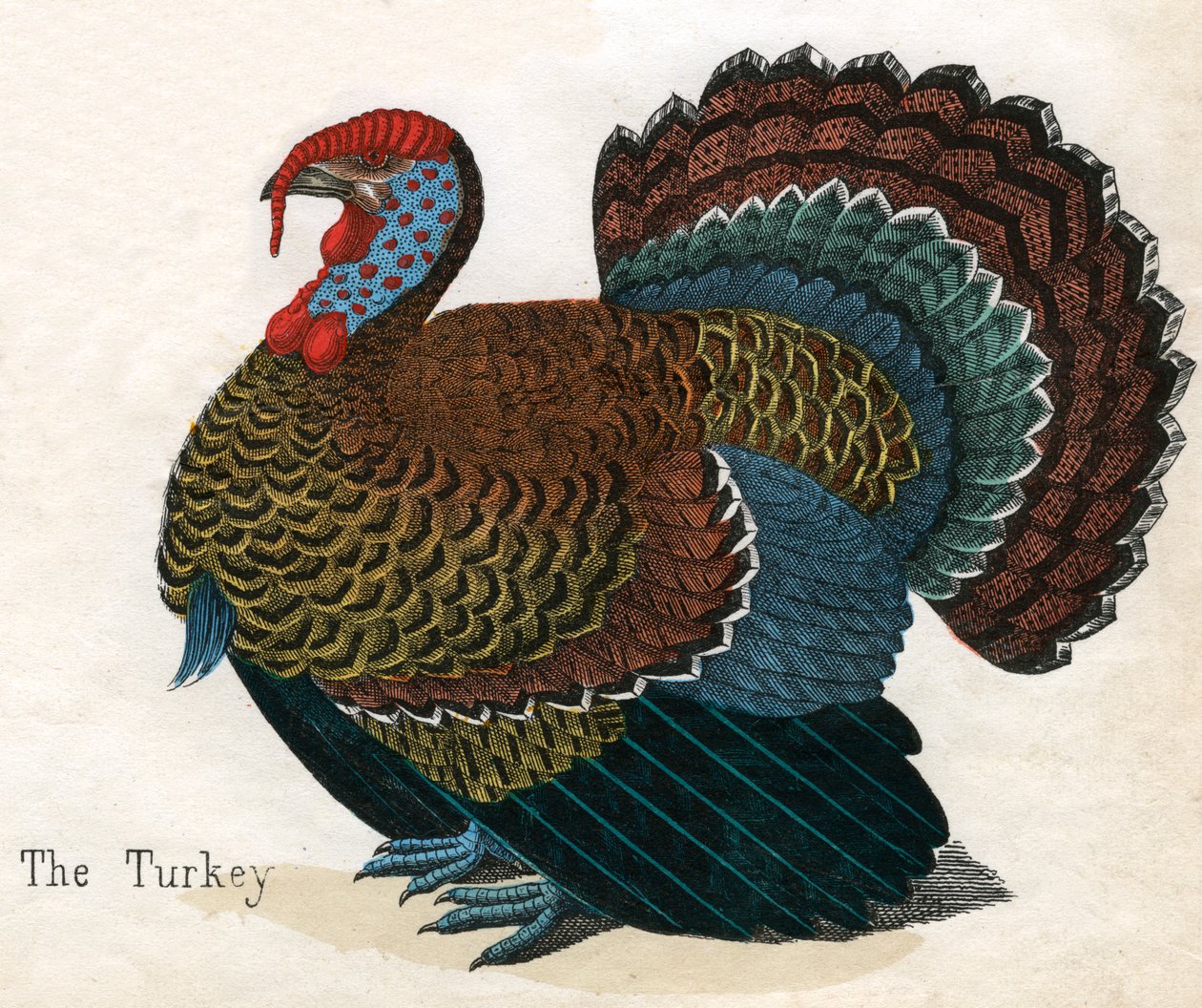 Impresión Antigua de un Pavo de American School