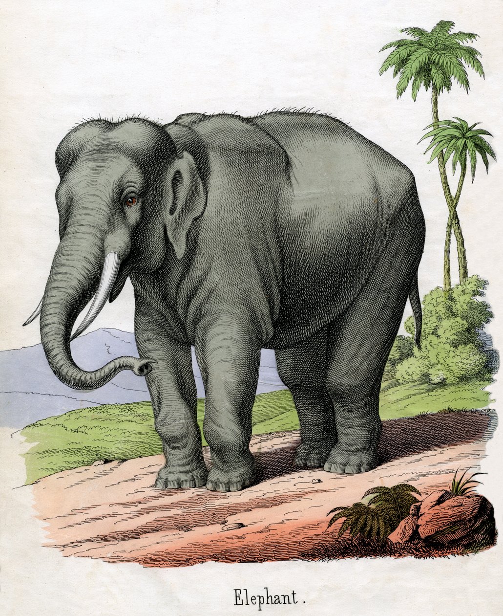 Impresión antigua de un elefante de American School