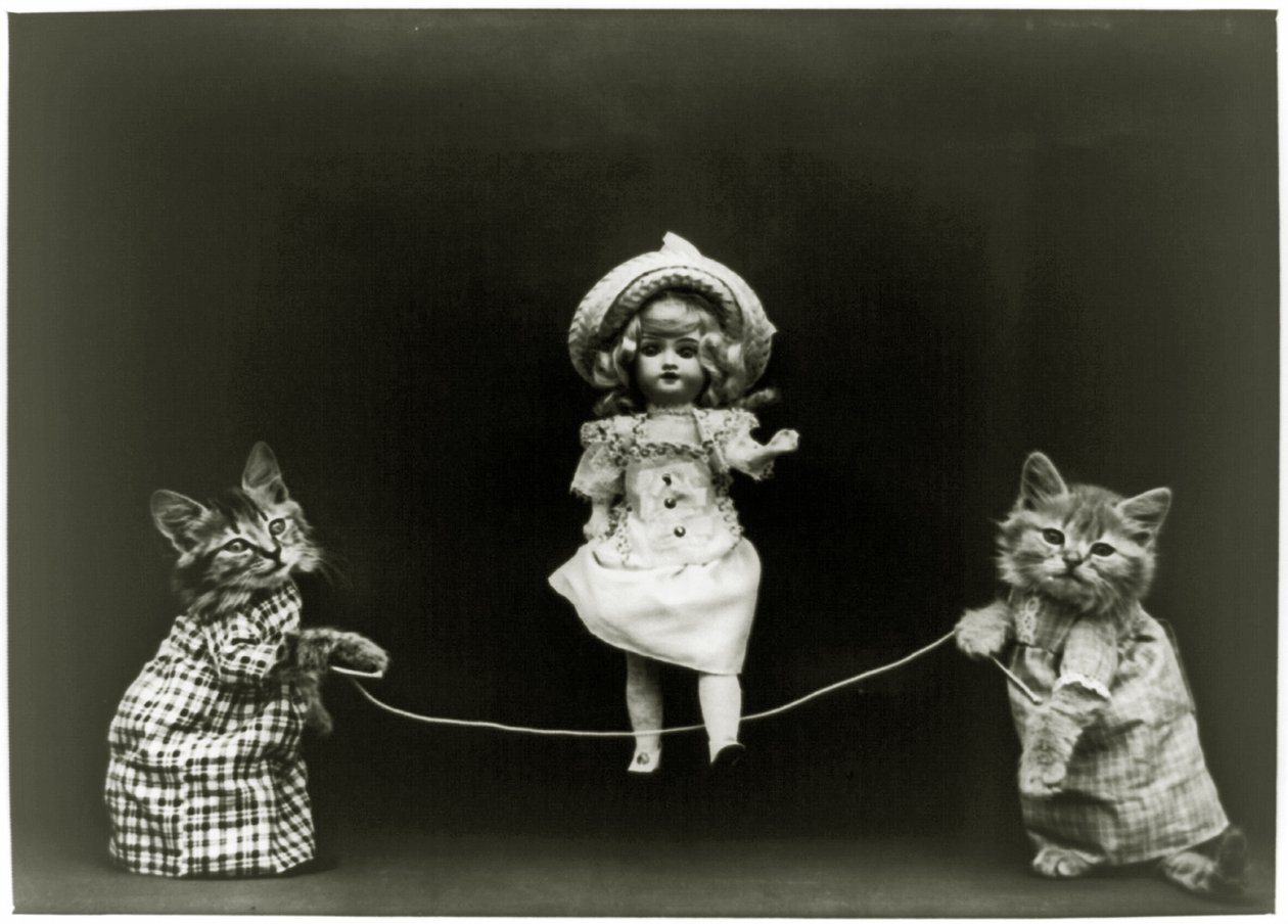 Curiosidad del gato, 1891 de American School
