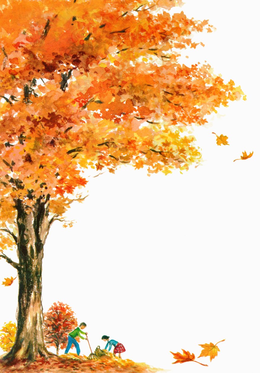 Niños rastrillando hojas de otoño bajo un gran arce de American School