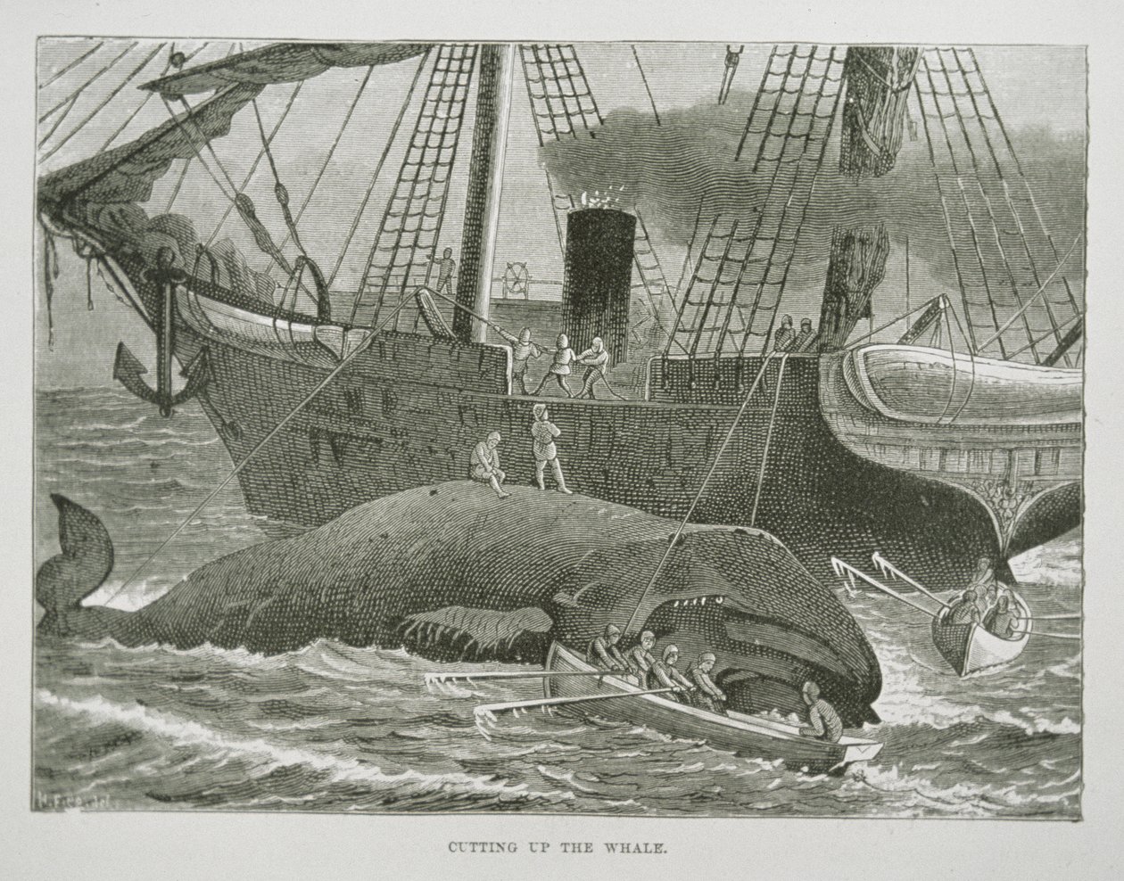 Descuartizando la ballena, de The American Whale Fishery, c.1850 (grabado) de American School