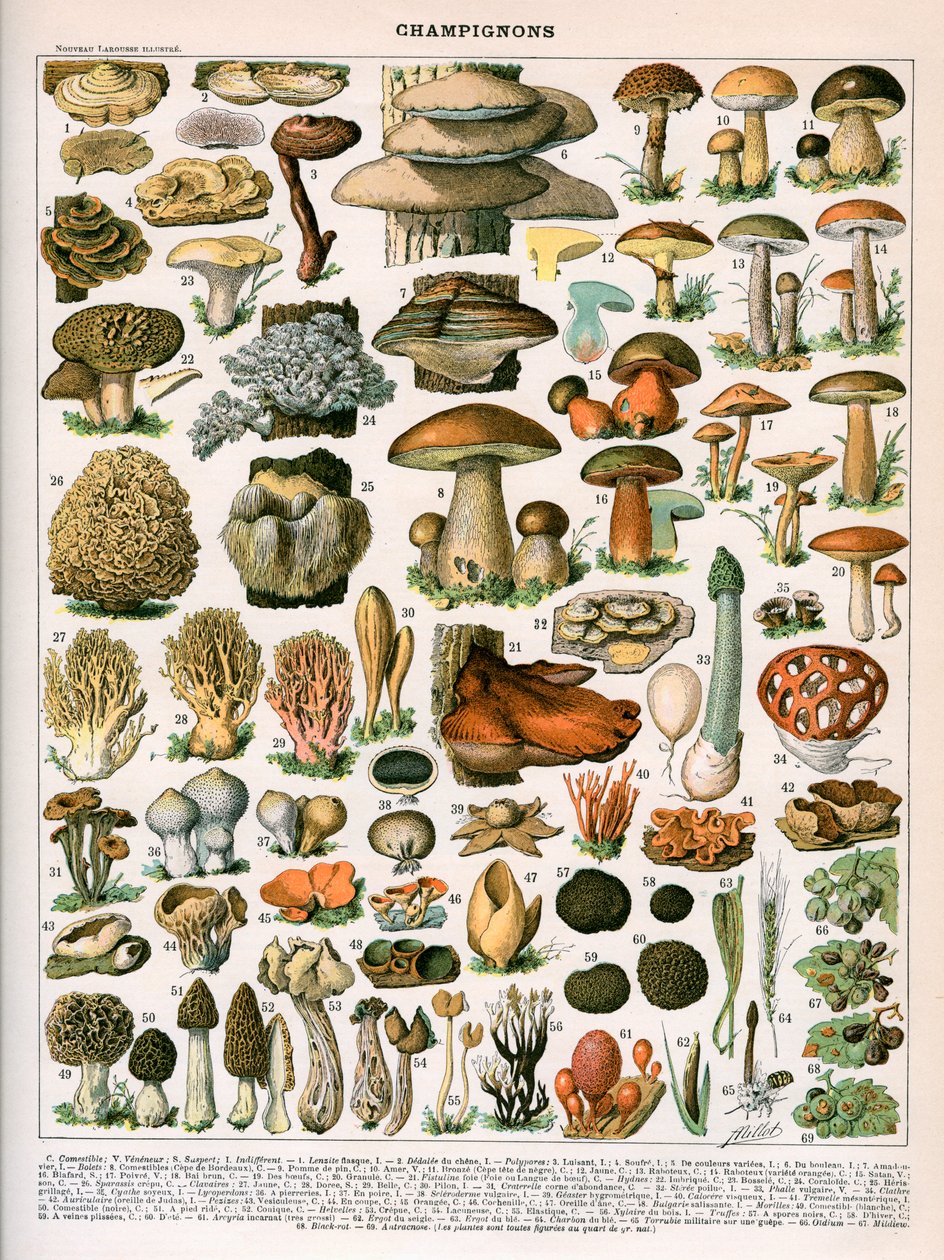 Estampa decorativa "Champignons" de Demoulin de American School