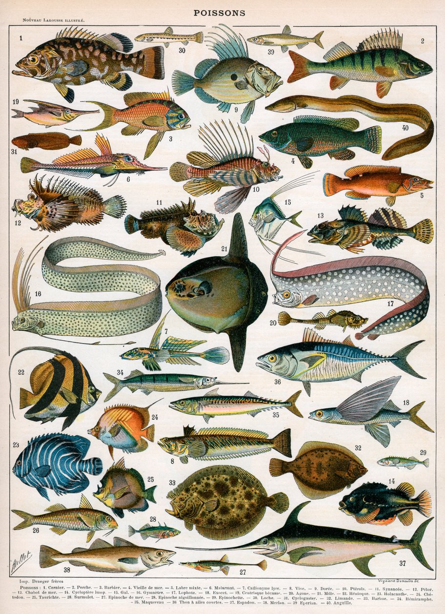 Estampa decorativa "Poissons" de Demoulin de American School