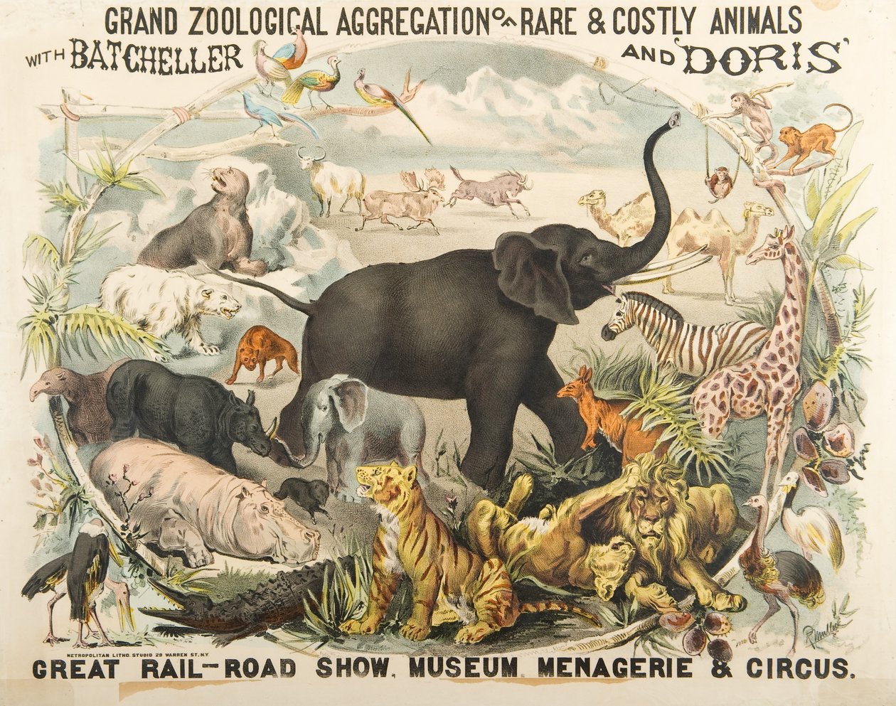 Gran Agregación Zoológica de Animales Raros y Costosos con Batcheller y Doris (cromolitografía) de American School