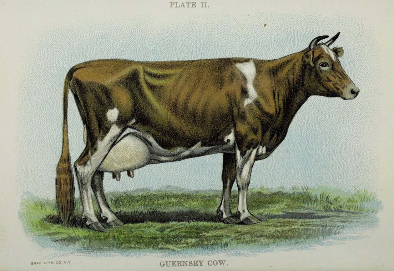 Vaca de Guernsey, del 