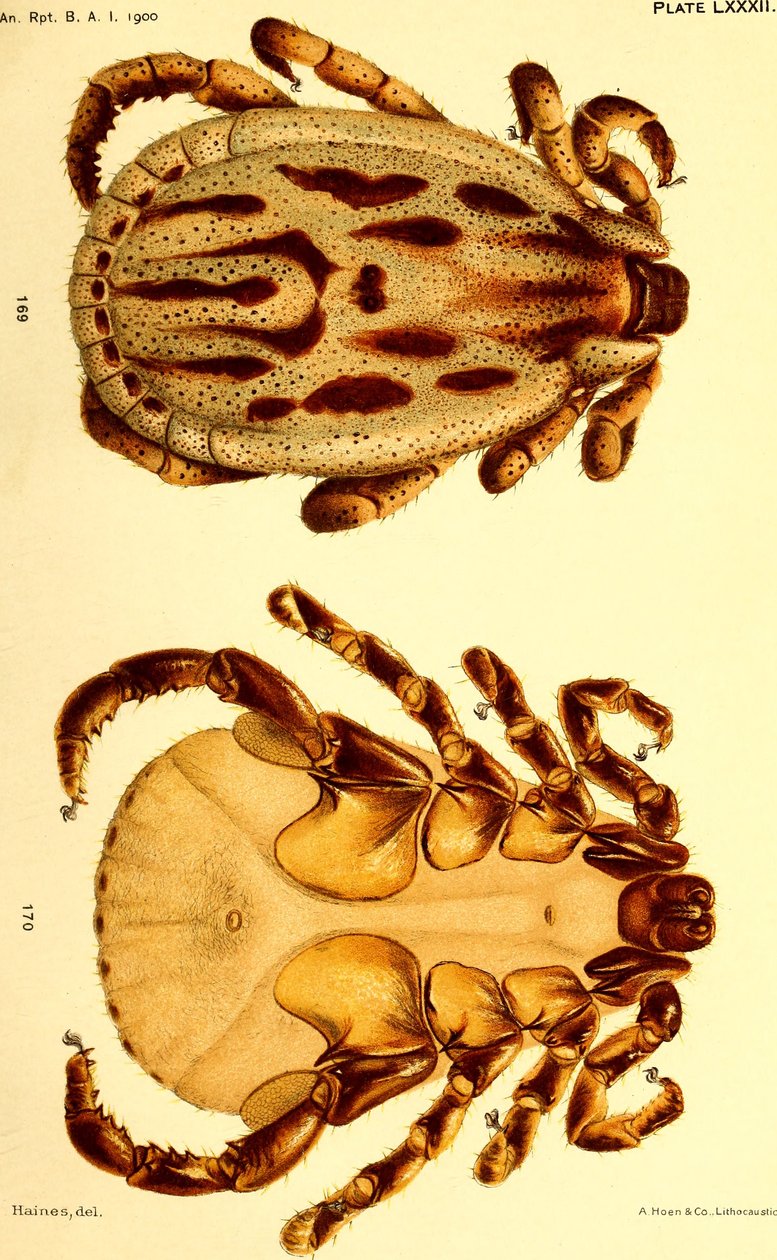 Dermacentor reticulatus macho, ilustración de 