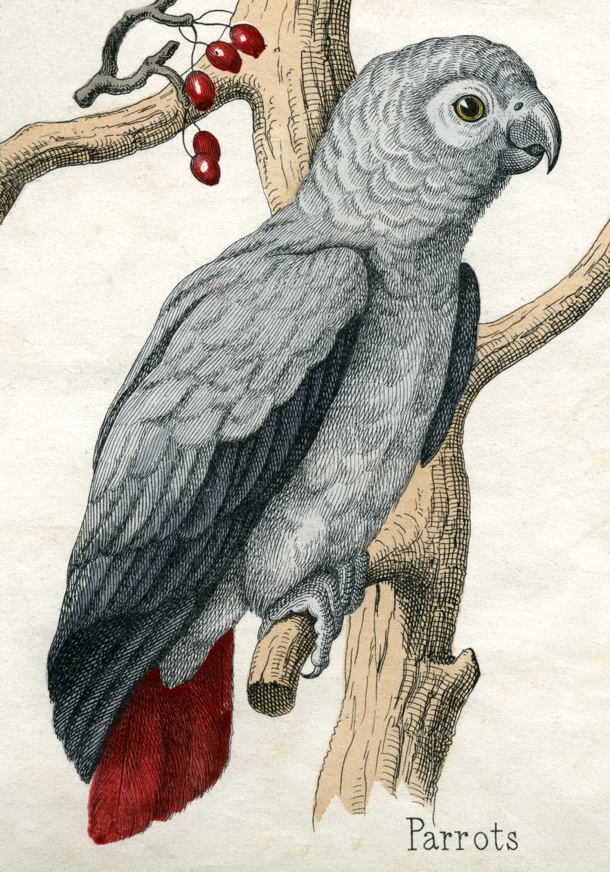 Loro, de La Historia Natural de los Animales de American School