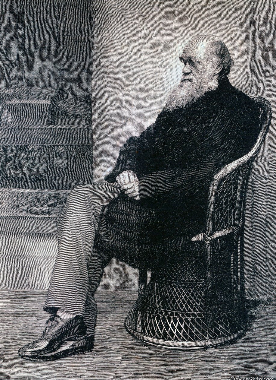 Retrato de Charles Darwin de American School