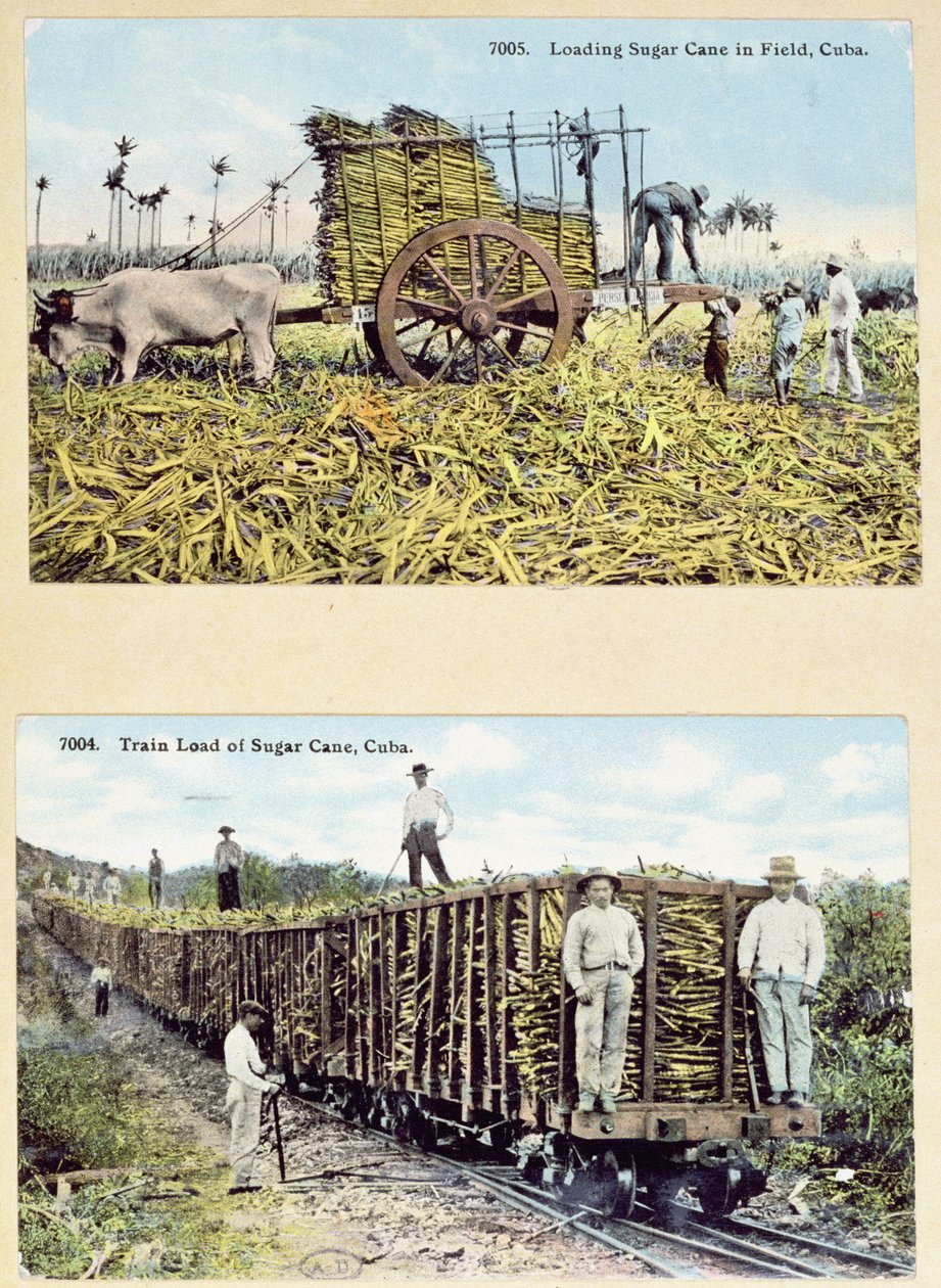 Postales que representan plantaciones de caña de azúcar en Cuba, c.1910 de American School