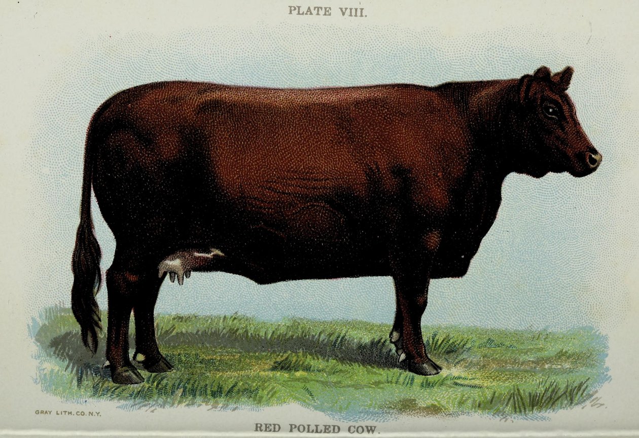Vaca Roja Pollada, del 