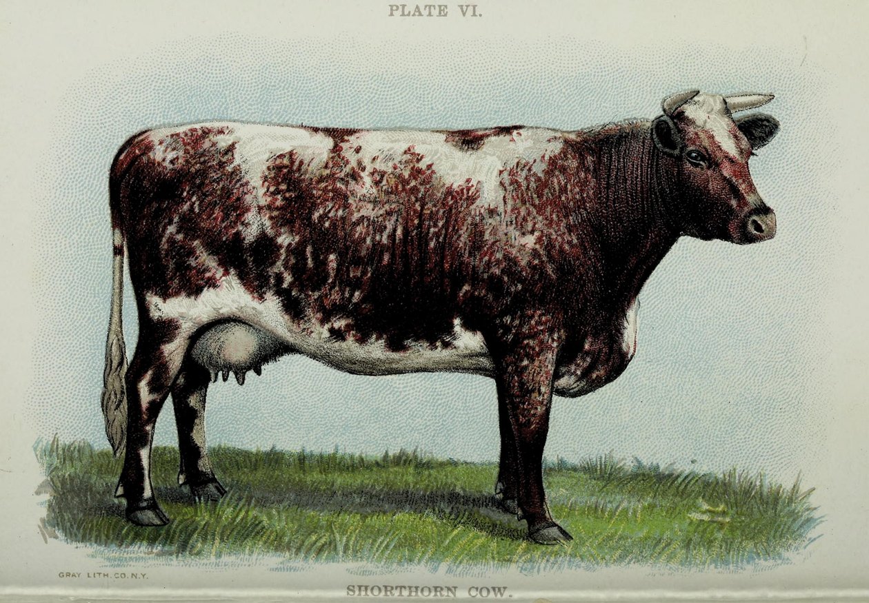 Vaca Shorthorn, del "Biggle Cow Book" de Jacob Biggle, 1898 de American School