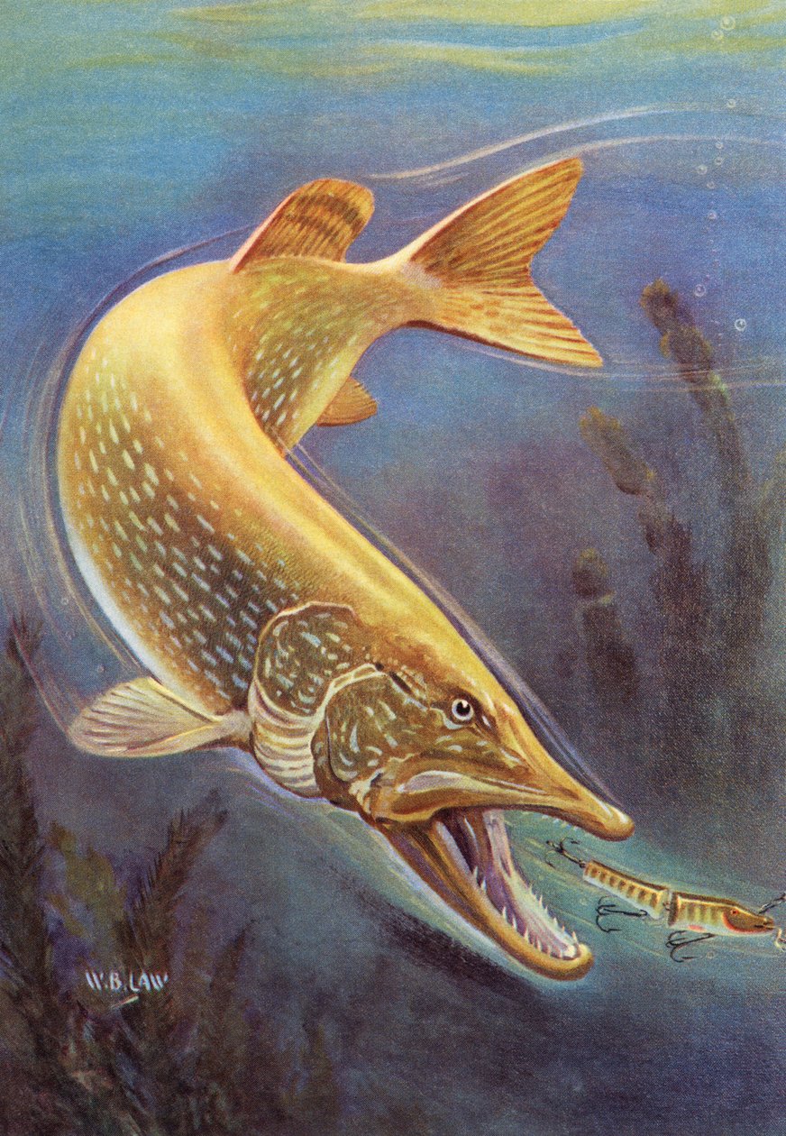 Pesca deportiva: El lucio del norte golpeando un señuelo de American School