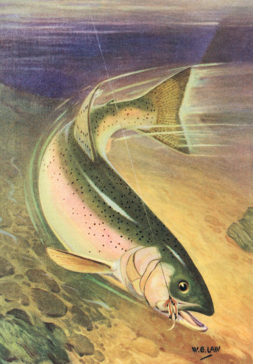 Pesca deportiva: Truchas arco iris en la línea de American School