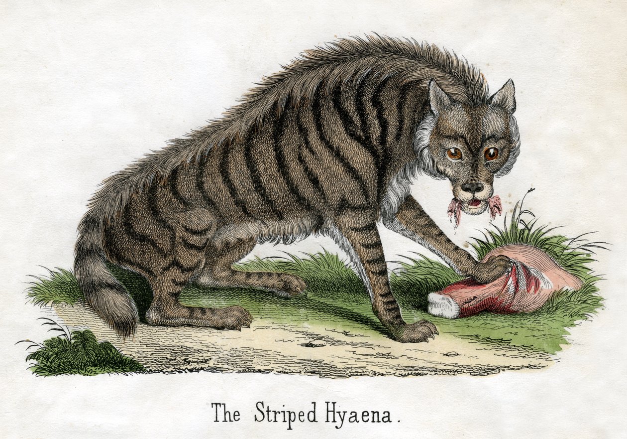Hiena rayada, de La historia natural de los animales de American School