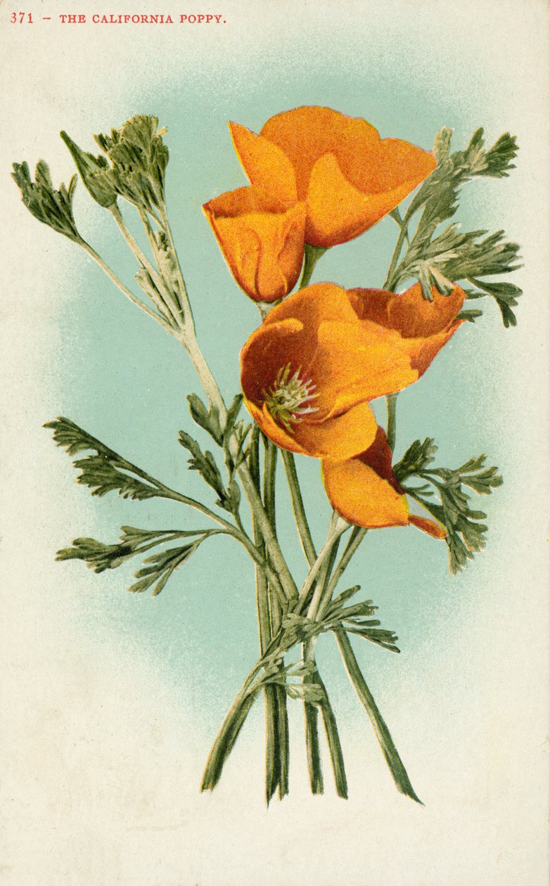La amapola de California (litografía en color) de American School
