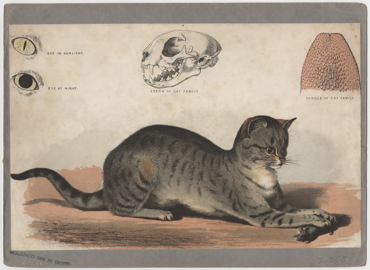 El Gato de American School