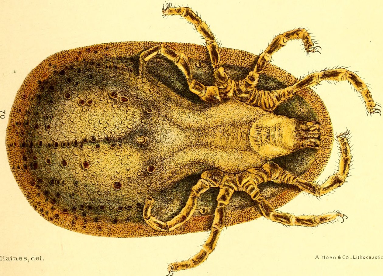 Vista ventral de Argus Miniatus, ilustración de 