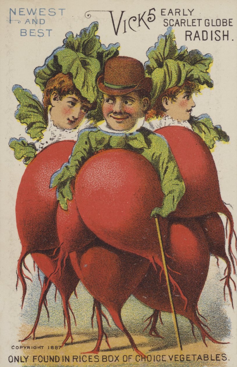 Rábano globular escarlata temprano de Vicks (chromolitho) de American School