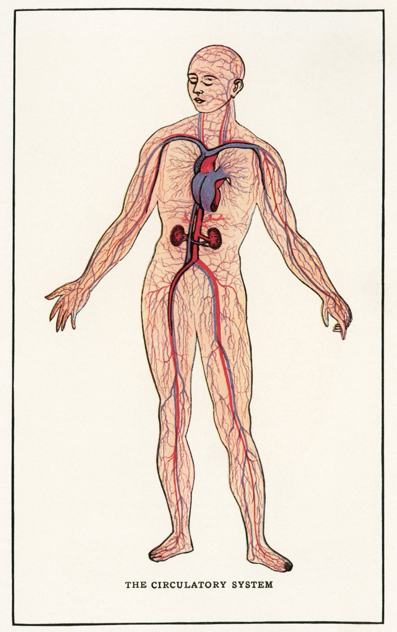 Impresión Anatómica Vintage del Sistema Circulatorio Humano de American School