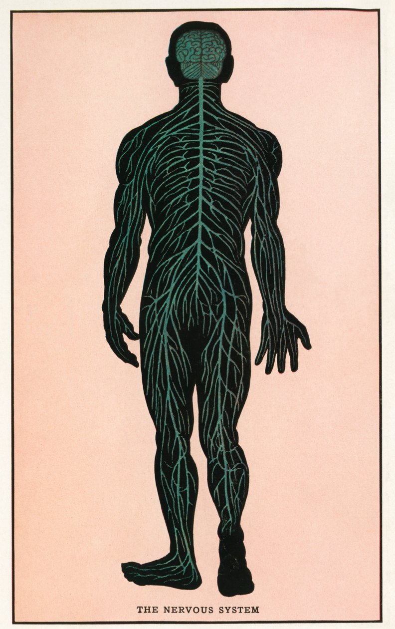 Grabado anatómico antiguo del sistema nervioso humano de American School