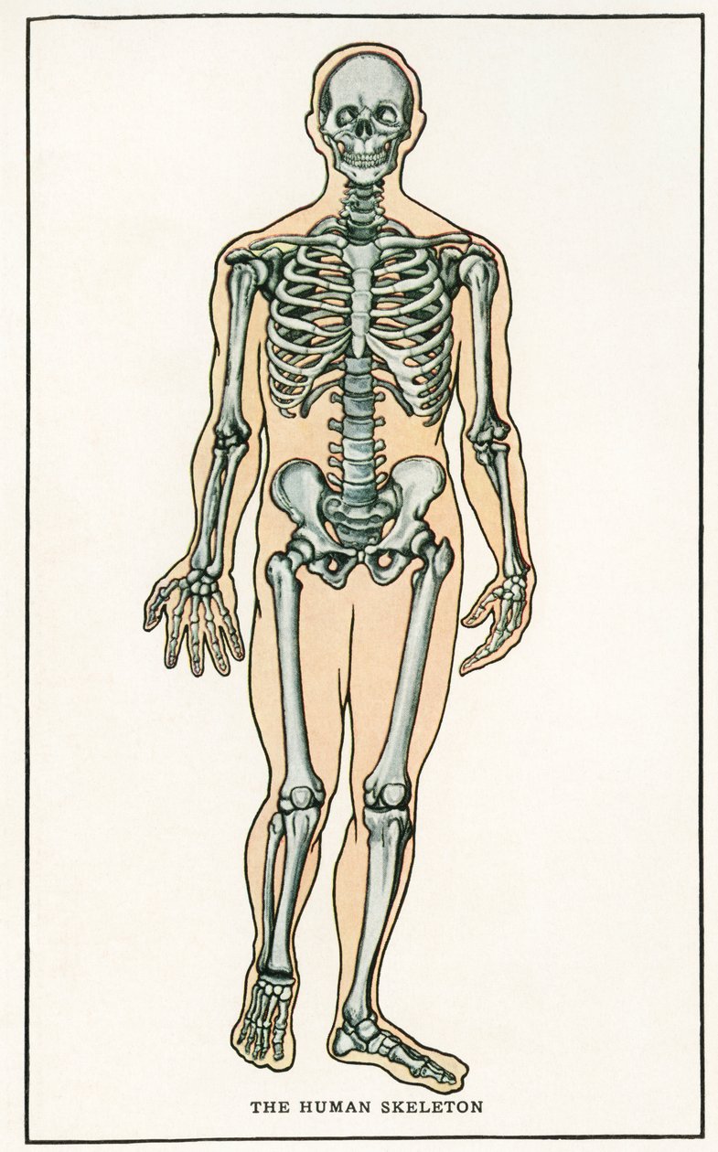 Grabado anatómico antiguo del esqueleto humano de American School