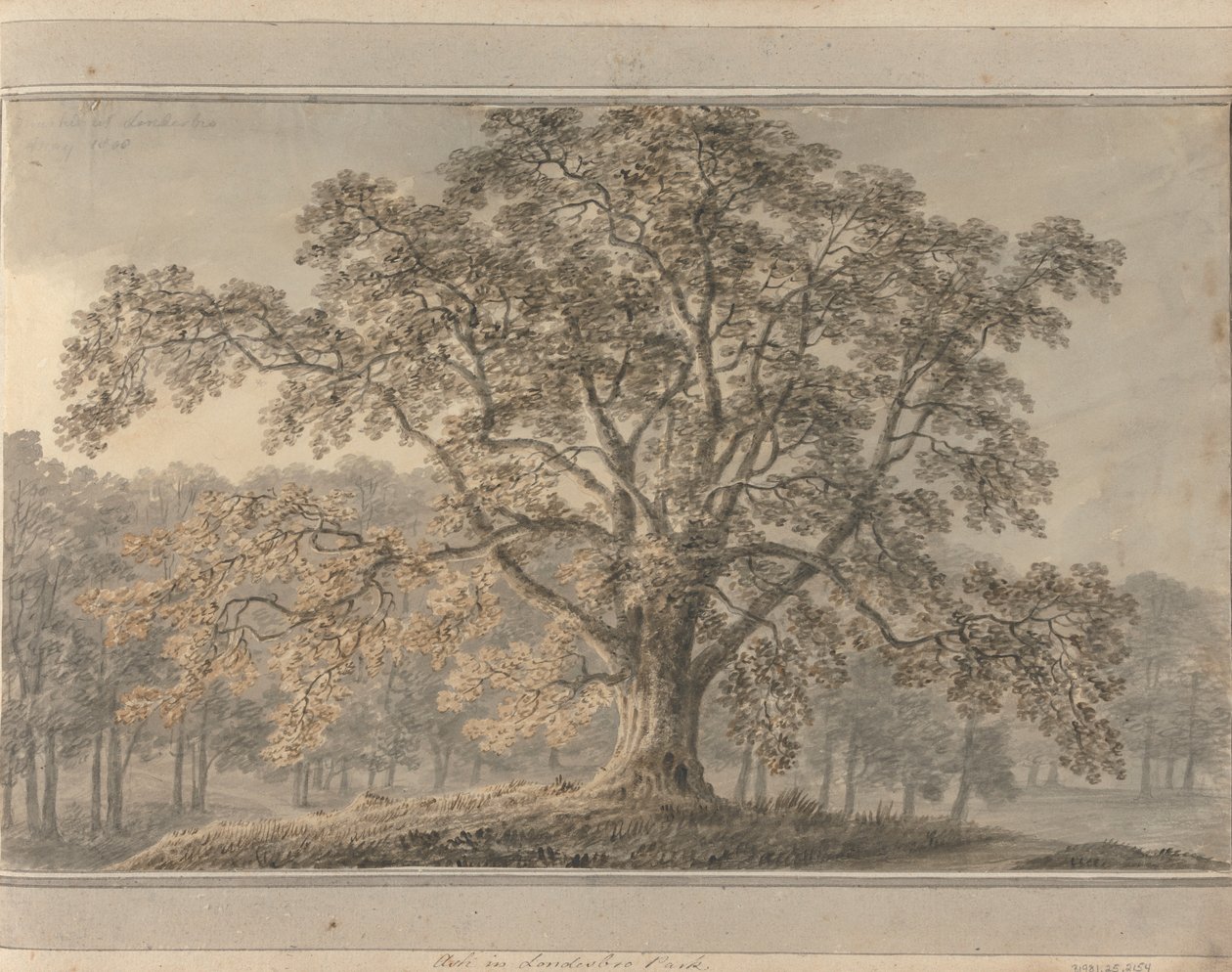 Vistas en Inglaterra, Escocia y Gales: Fresno en Londesbro Park, mayo de 1800 de Amos Green
