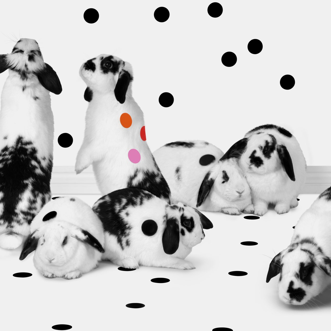 Conejitos 02, 2018 (fotografía) de Ana Carolina Tavares Mizrahi