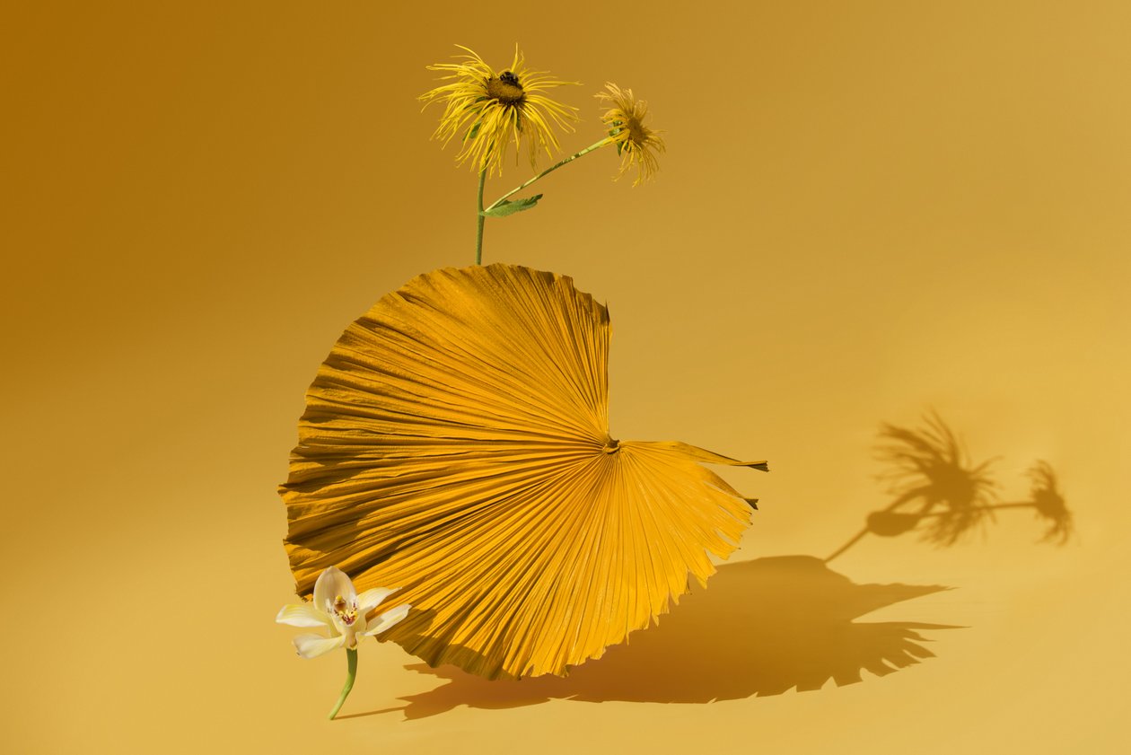 Ikebana 05, 2018 (fotografía) de Ana Carolina Tavares Mizrahi