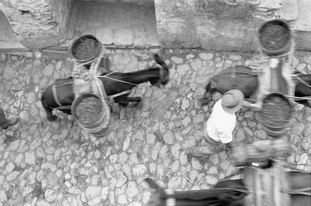 ASSES TRANSPORT GRAPE, Melissa de Ando Gilardi