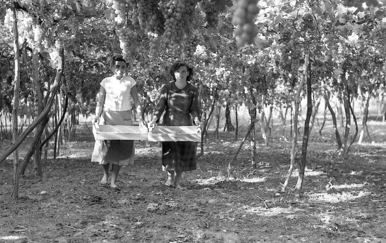 UVAS AMARGAS - LOS VENDIMIADORES de Ando Gilardi