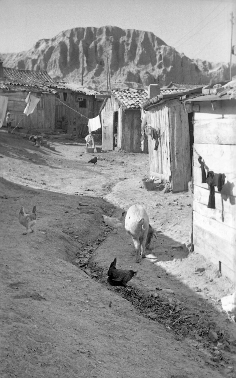 CROTONE - ANIMALES ENTRE LOS SHALLS, de Ando Gilardi
