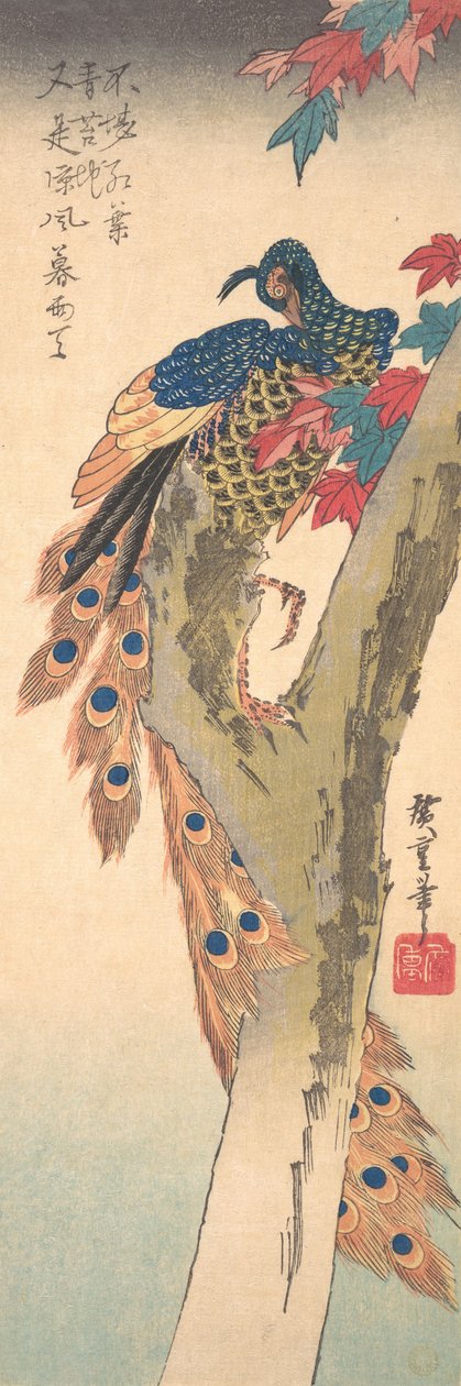 Un Pavo Real Perchado en un Arce, ca. 1833 de Ando Hiroshige