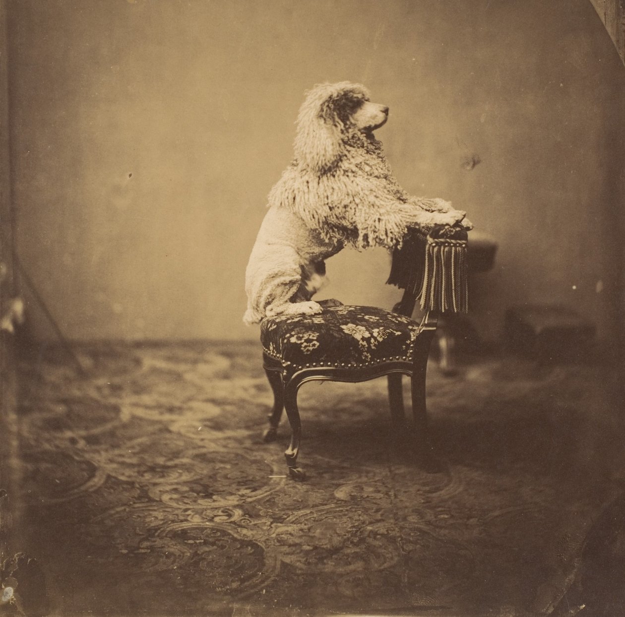 [El caniche de la emperatriz Eugenia], 1850s de Andre Adolphe Eugene Disderi
