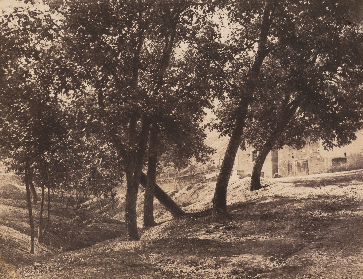 Árboles,c. 1855 (foto) de André Giroux