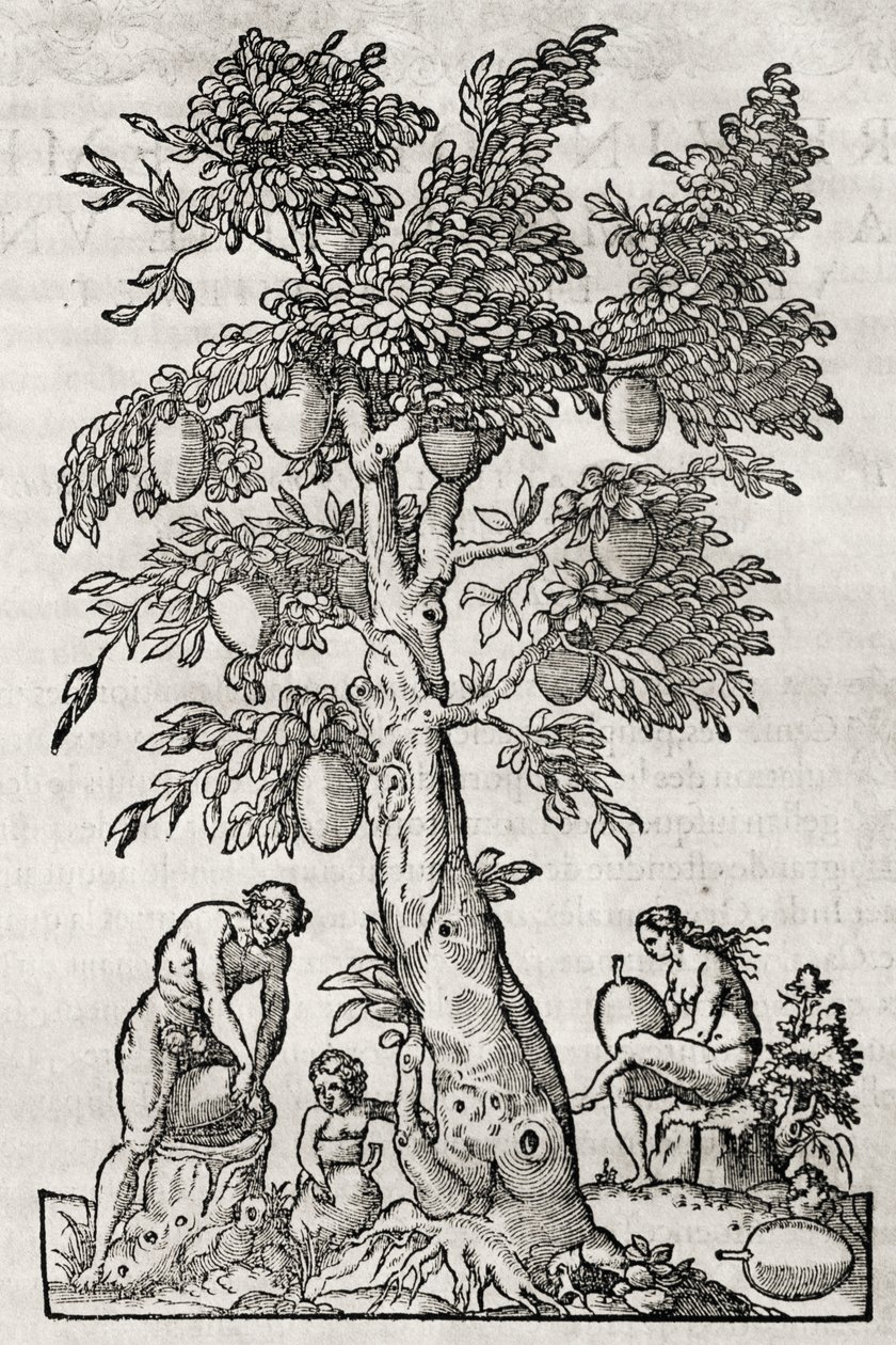 Árbol del pan, grabado por Andre Thevet, París, Francia de Andre Thevet