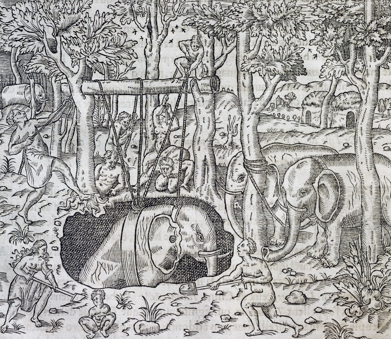 Caza de elefantes en la isla de Java, grabado de Cosmología Universal, por Andre Thevet (1504-1592), París de Andre Thevet