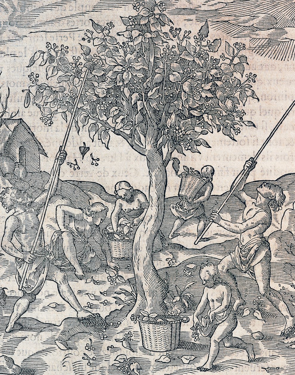 Cosecha de pimienta en la isla de Java, grabado de la Cosmología Universal por André Thevet (1504-1592), París de Andre Thevet