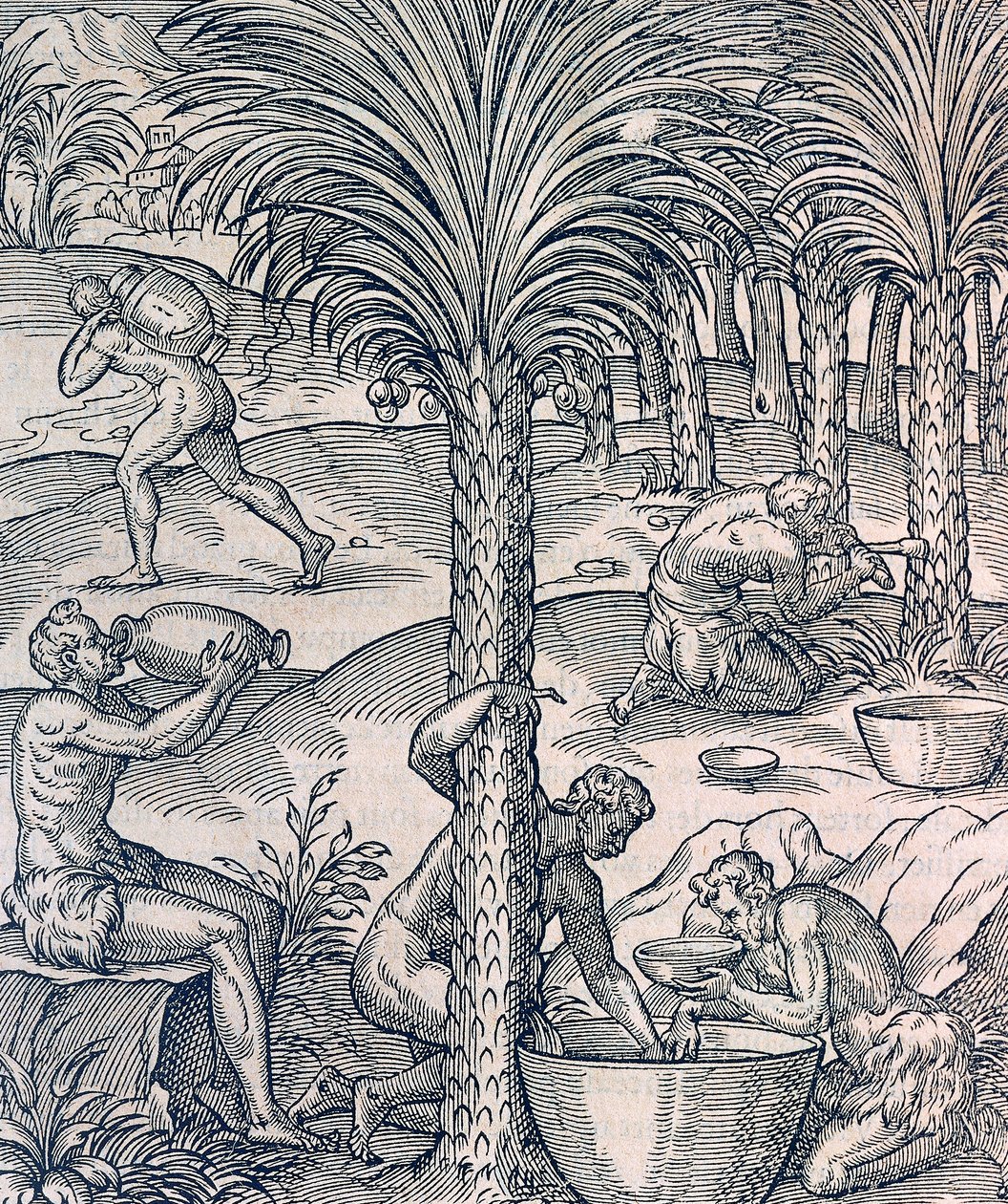 Habitantes de Cabo Verde haciendo bebidas de palmeras, grabado de Cosmología Universal, por Andre Thevet, París de Andre Thevet