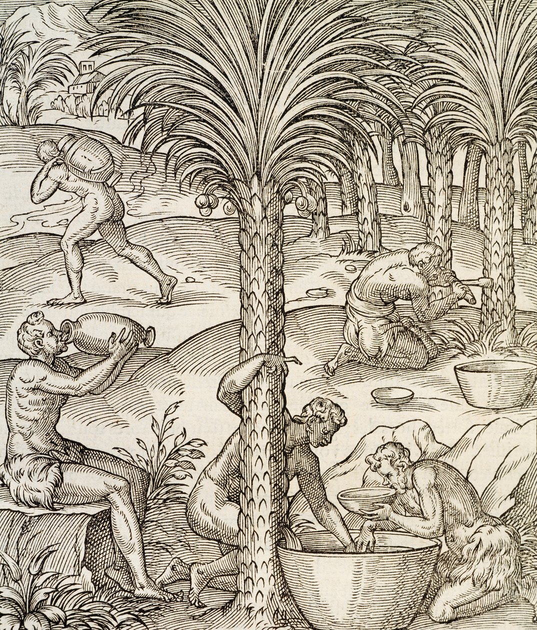 Habitantes de Cabo Verde haciendo bebidas de palmeras, grabado de Cosmología Universal, por Andre Thevet, París, África, 1575 de Andre Thevet