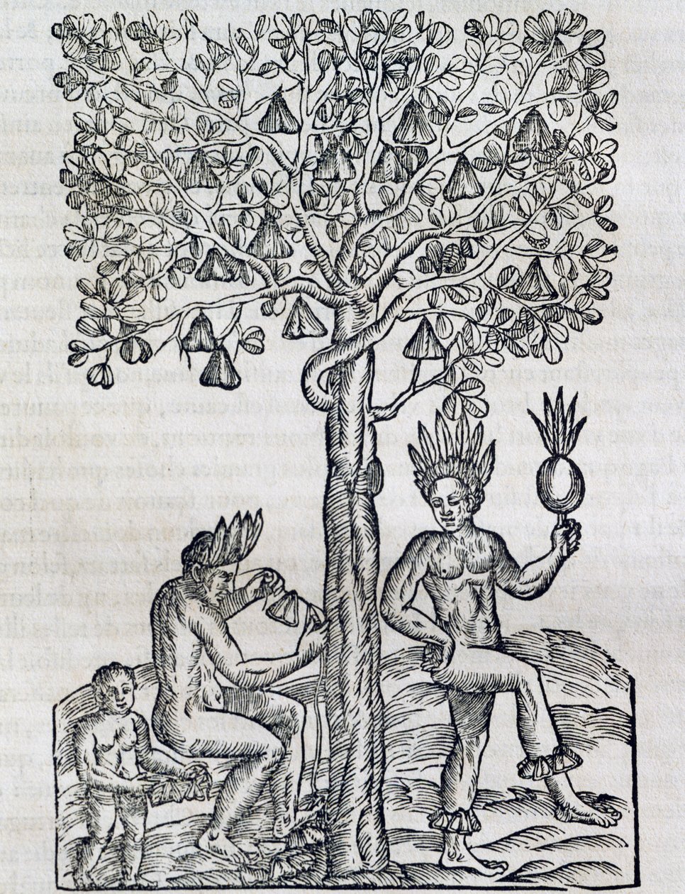 Nana fruit, planta medicinal tropical, grabado de Cosmología Universal, por André Thevet (1504-1592), París de Andre Thevet