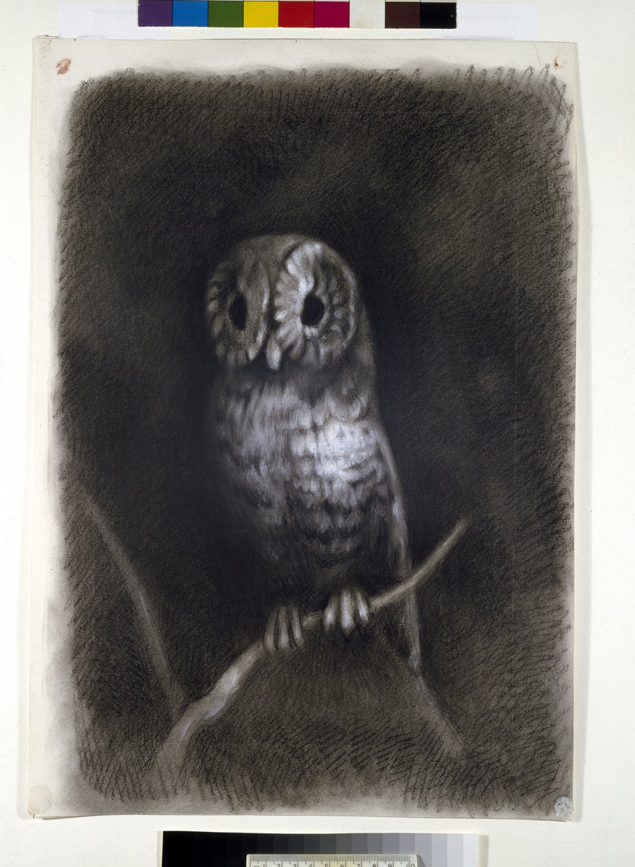 Búho, copiado de una fotografía del fresco de Mantegna del Martirio de San Jaime en la Iglesia de Eremitani, Padua, por Arthur Burgess, 1872 o antes de Andrea Mantegna