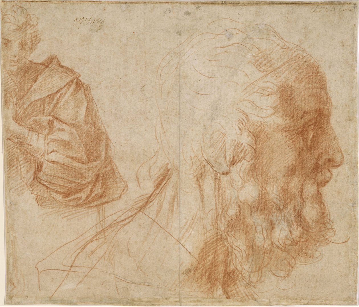 Hoja de estudios con un joven y la cabeza de un anciano mirando a la derecha de Andrea del Sarto