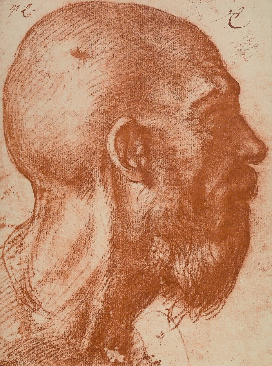 Cabeza de hombre en perfil de Andrea del Sarto