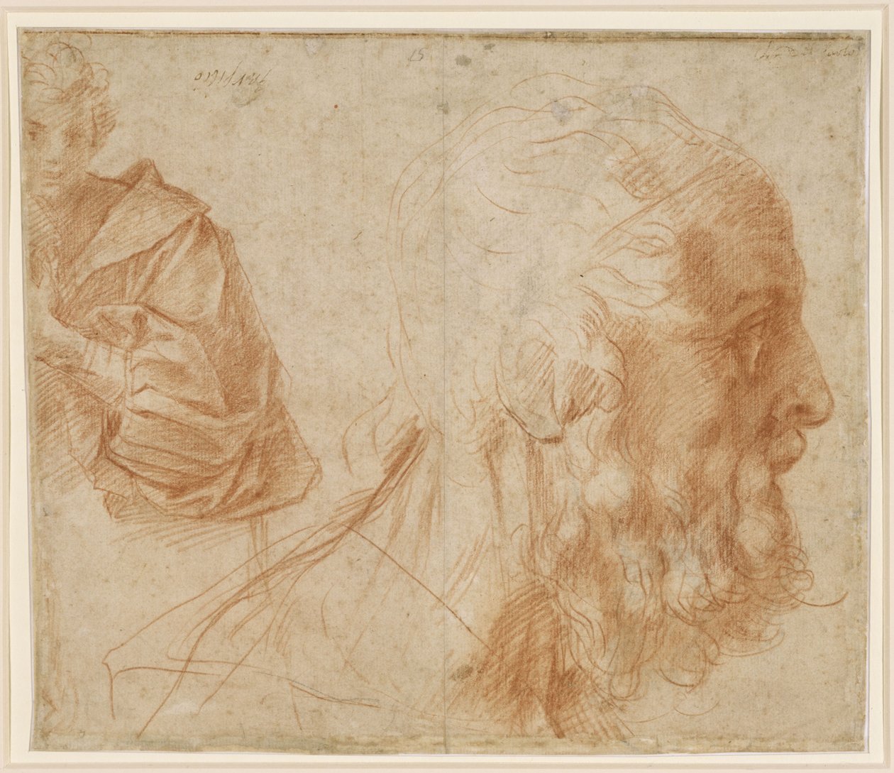 Boceto con un joven y la cabeza de un anciano mirando hacia la derecha (¿Homero) de Andrea del Sarto