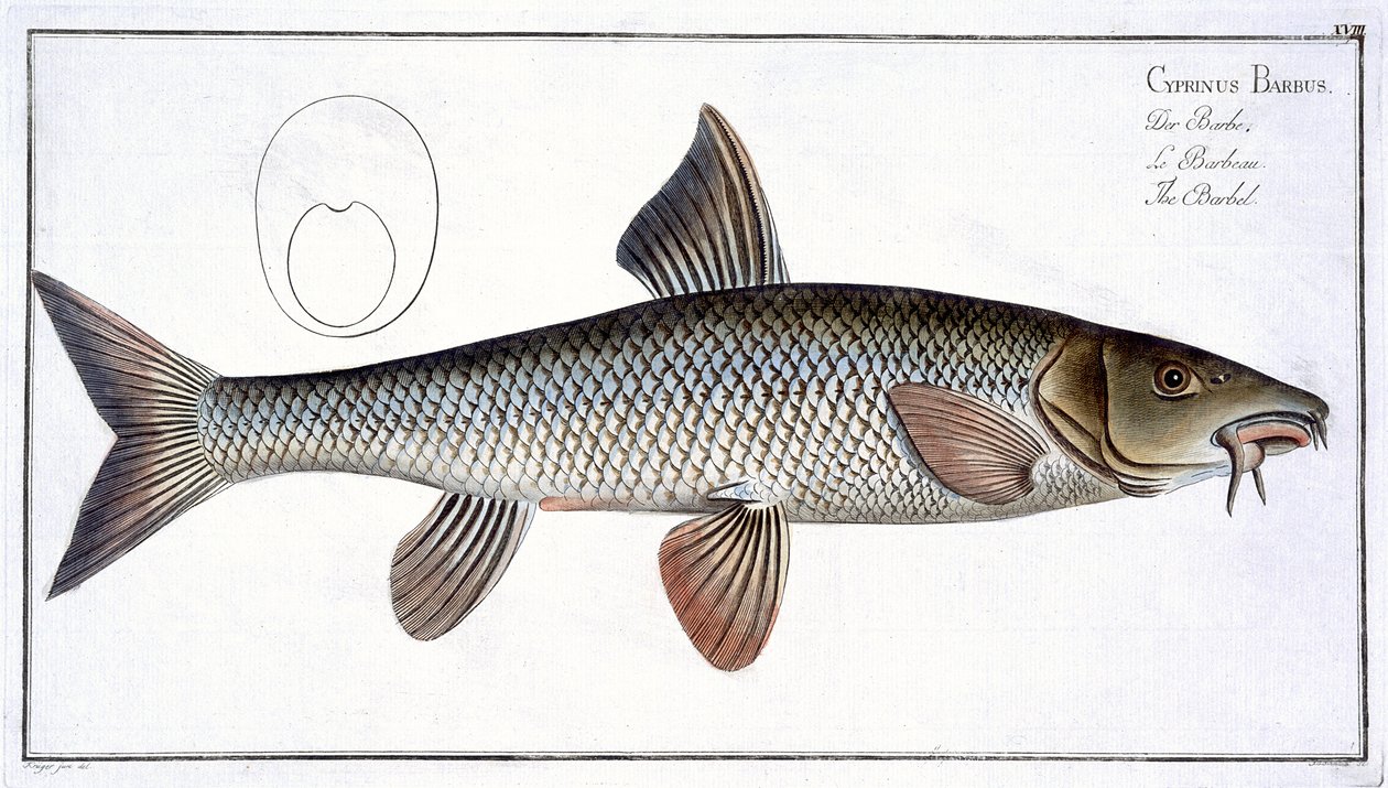 Barbo (Cyprinus Barbus) lámina XVIII de 