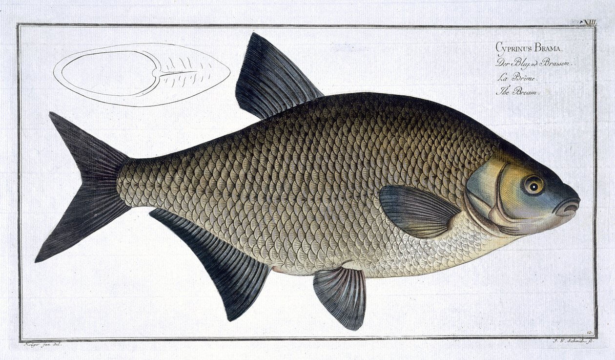 Bream (Cyprinus Brama) lámina XIII de 