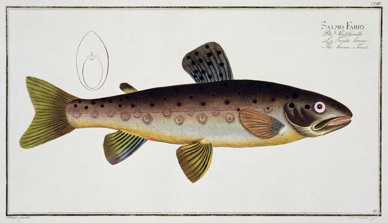 Trucha marrón (Salmo Iasustris) placa XXIII de 